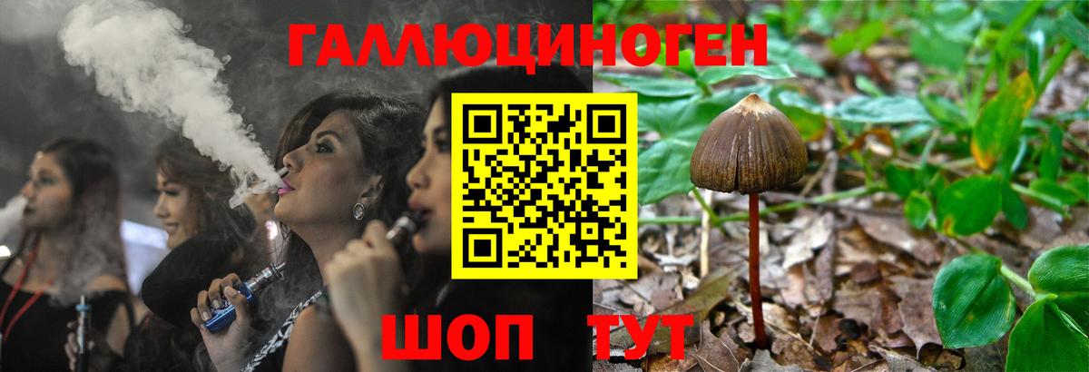 Псилоцибиновые грибы Psilocybe Калининград